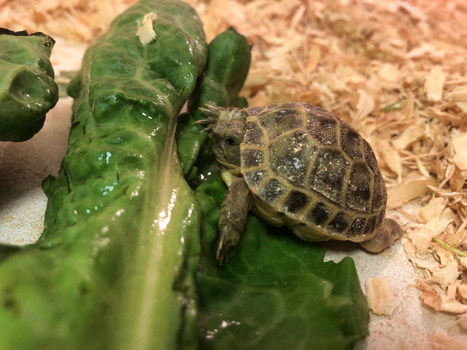 Landschildpad Vierteen Agrionemys Horsfieldi Tortoise photo 3