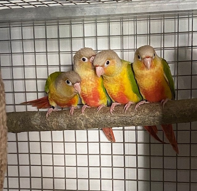 Pyrrhura molinea, Dieren en Toebehoren, Vogels | Parkieten en Papegaaien, Meerdere dieren, Papegaai, Geringd