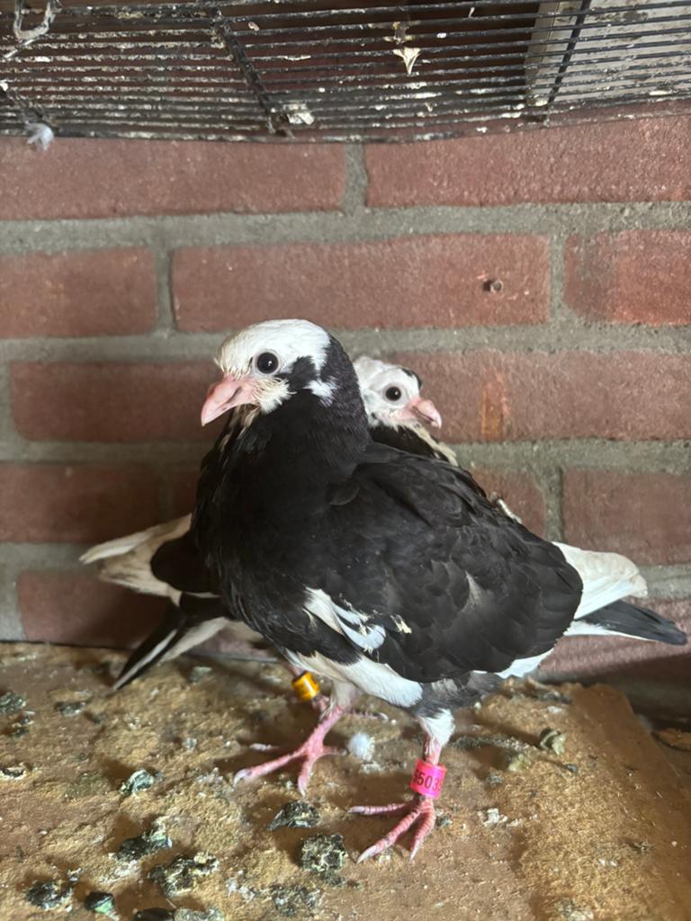 2 jongen tuimelaars tekoop, Dieren en Toebehoren, Vogels | Duiven