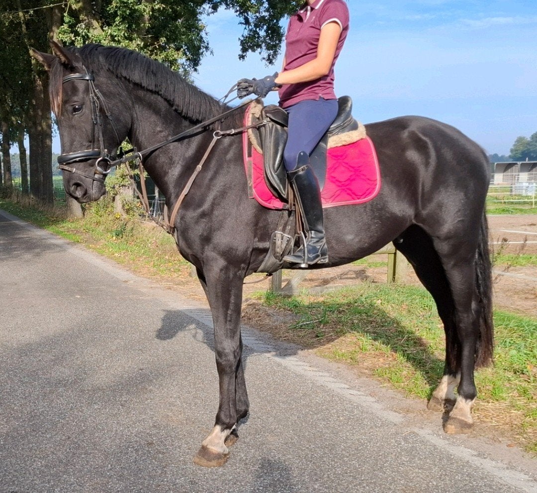 Superbrave 4,5 jr KWPN ruin 1,68 mtr(recreatie-manege-sport, Ruin, 3 tot 6 jaar, Met stamboom, B