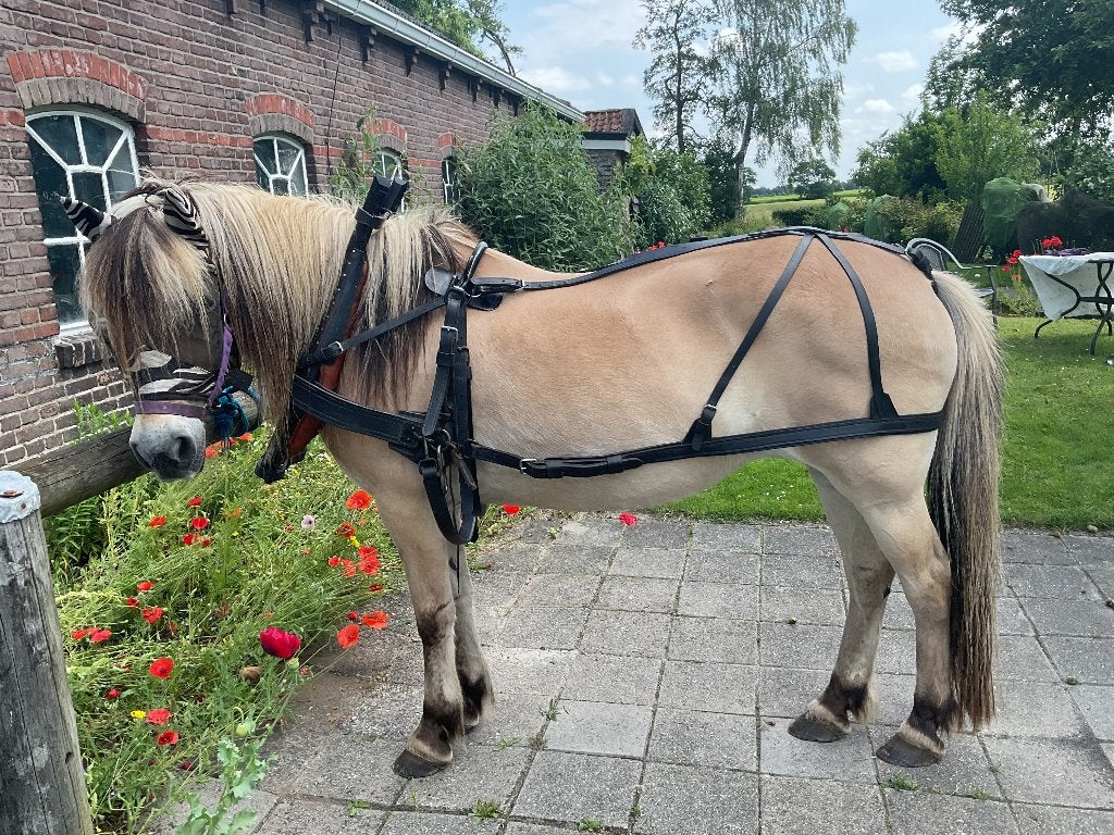 Noors paardentuig, Ophalen, Zo goed als nieuw, Overige soorten