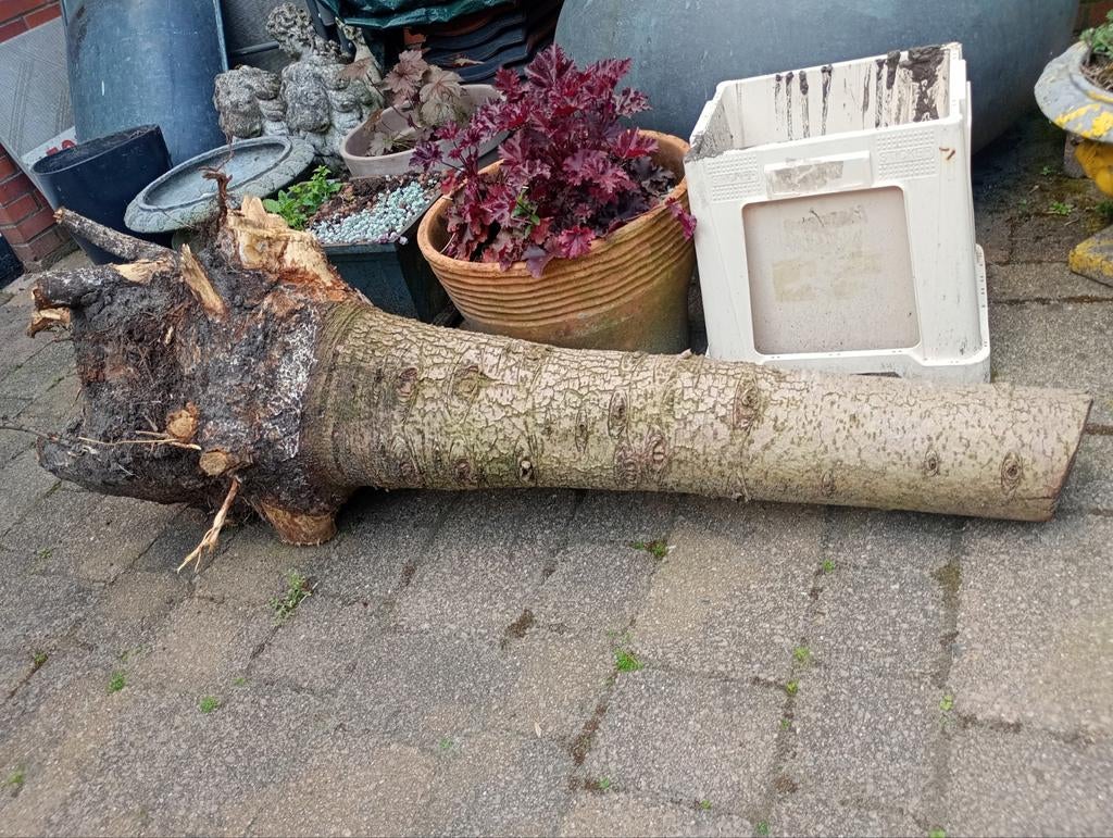 Gratis boomstronk voor allesbrander - Ophalen Lewenborg, Minder dan 3 m³, Ophalen of Verzenden, Overige houtsoorten, Stammen