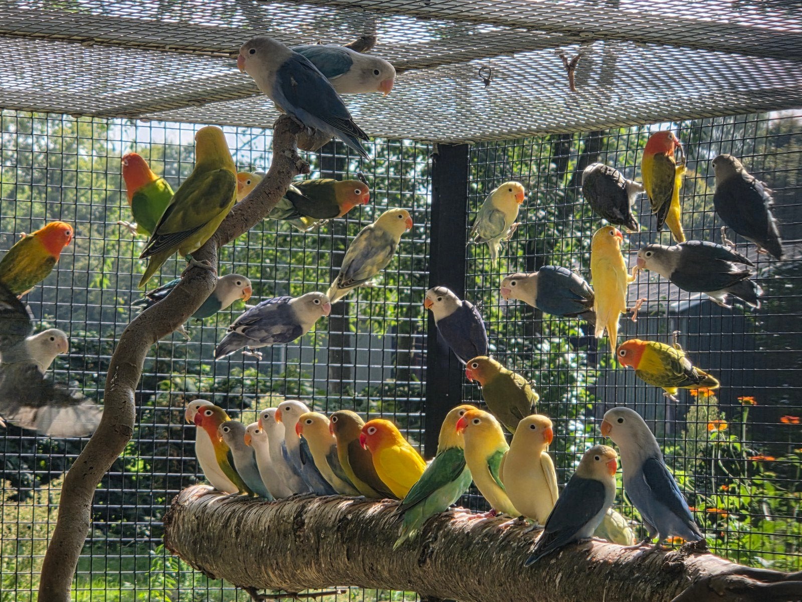 Agapornis Fischeri, Geslacht onbekend, Geringd