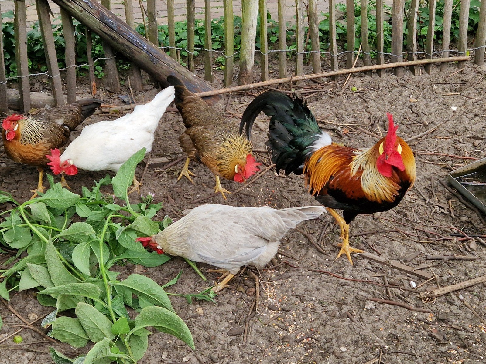Broedeieren leghorn groot type,, Geslacht onbekend, Kip