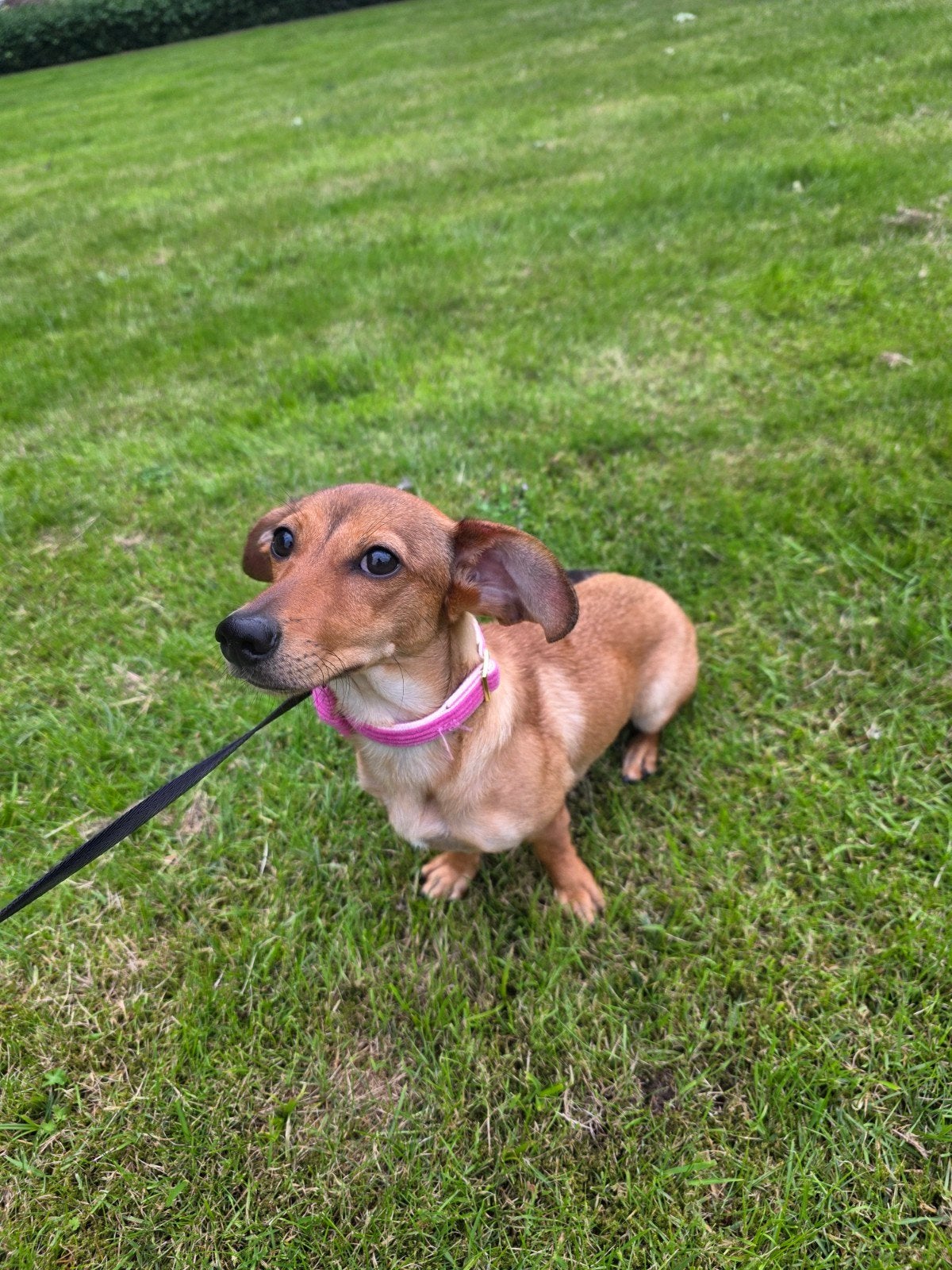 Lieve dameriaan pup te koop, Dieren en Toebehoren, 15 weken tot 1 jaar, Reu, Korthaar, Dwerg