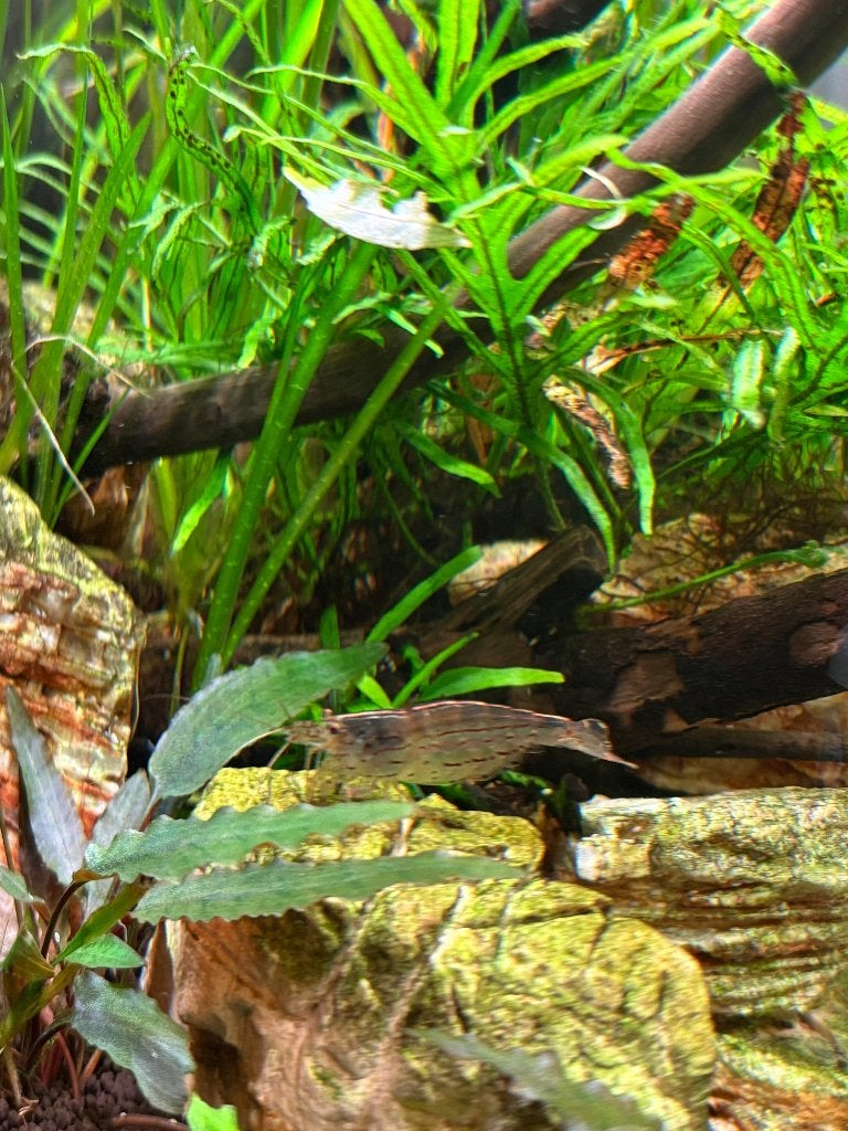Japonica Garnalen – De beste algeneters voor jouw aquarium!, Dieren en Toebehoren, Kreeft, Krab of Garnaal, Zoetwatervis