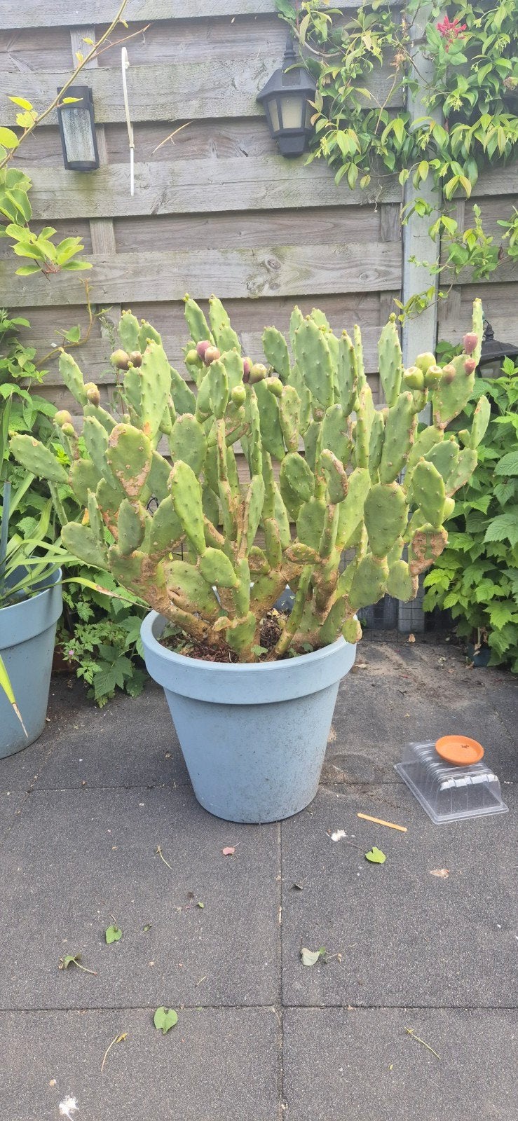 Opuntia , Vijgcactus, Ophalen, Overige soorten, Volle zon