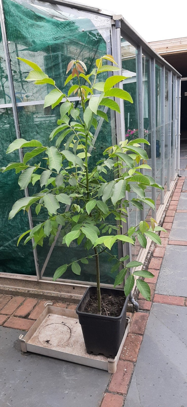 Notenboom, walnoten, Ophalen, Overige soorten, 100 tot 250 cm