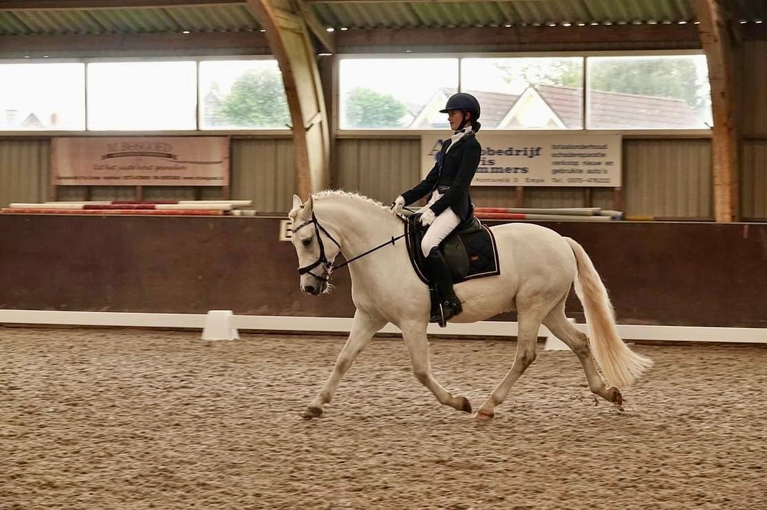 super brave lease/verzorg pony aangeboden, Ophalen of Verzenden, Nieuw