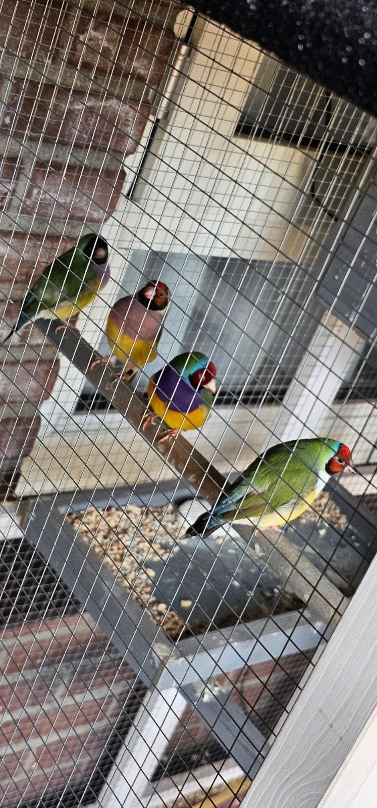 gouldamadine, Meerdere dieren