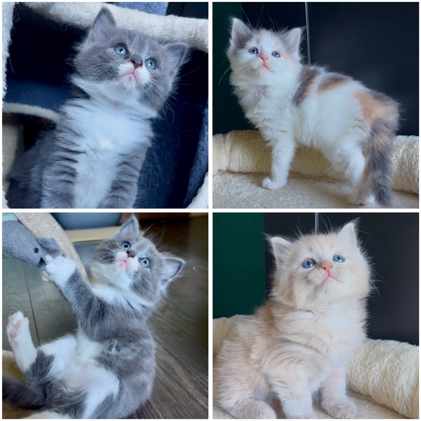 Prachtige Noorse Boskat x Siberische Boskat kittens, Meerdere dieren, Ontwormd