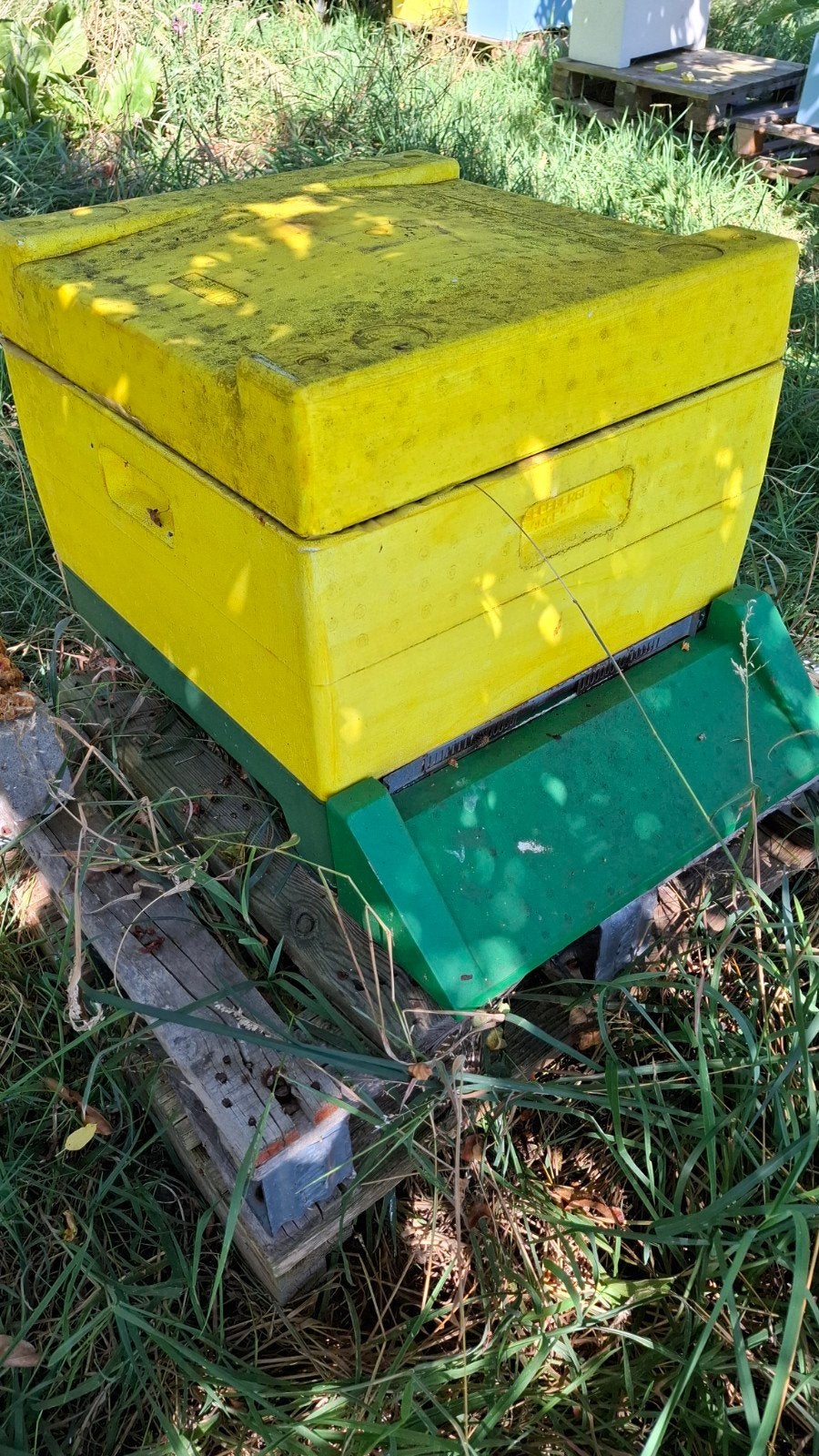Carnica bijenvolk, Dieren en Toebehoren, Bijen