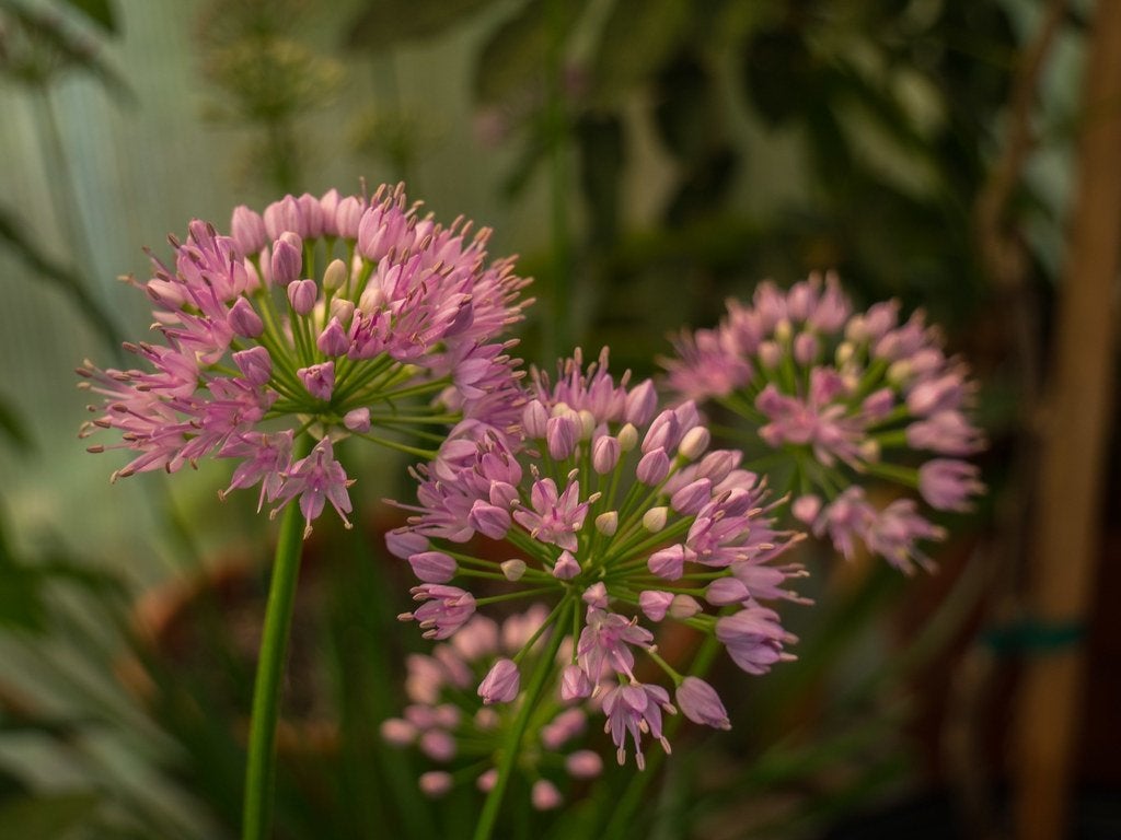 20 Sierui / Allium Millenium € 60.00, Overige soorten, Volle zon, Vaste plant, Ophalen of Verzenden