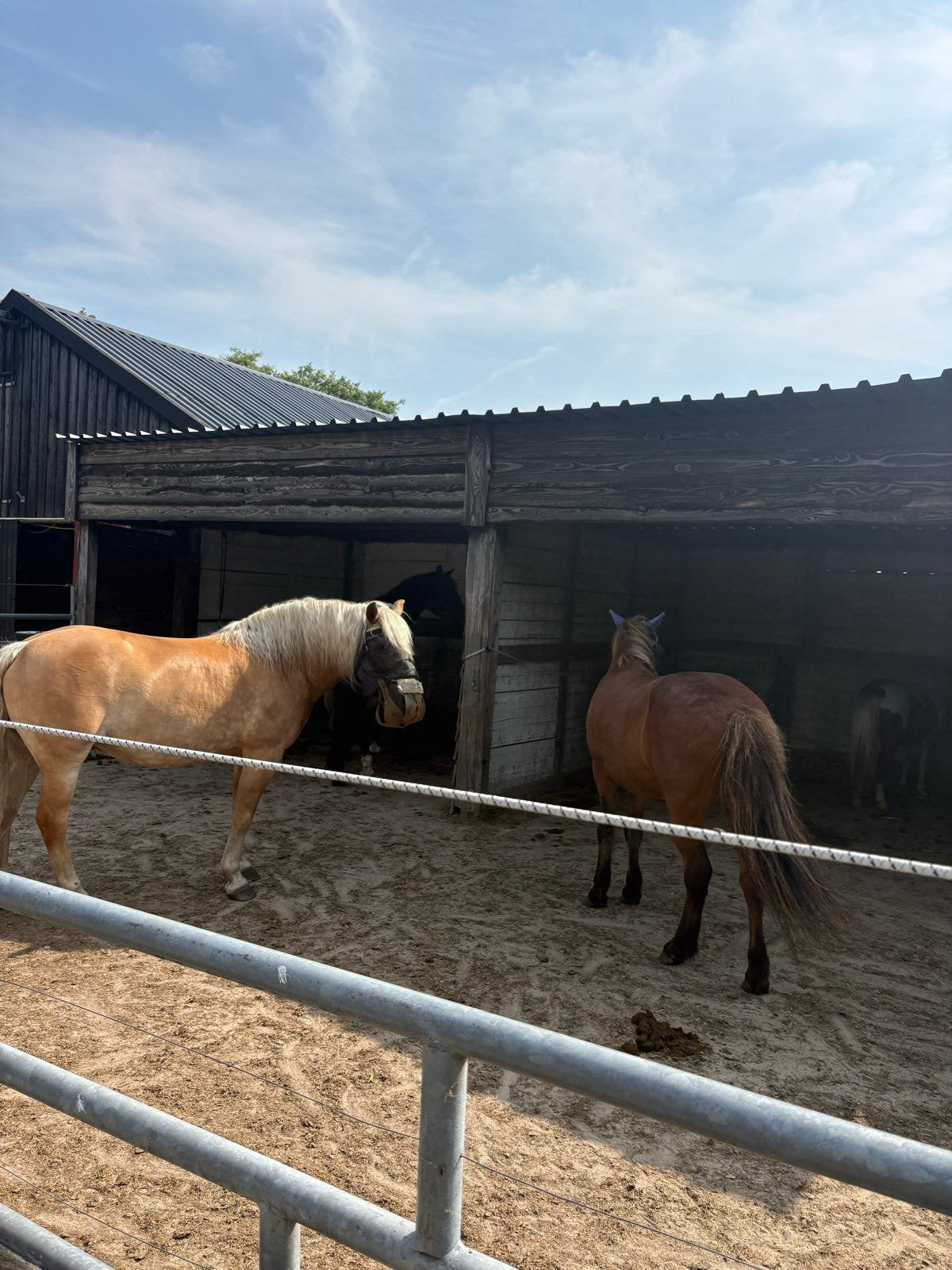 Kleinschalige pensionstal, nog 1 buitenplek vrij voor pony, Weidegang