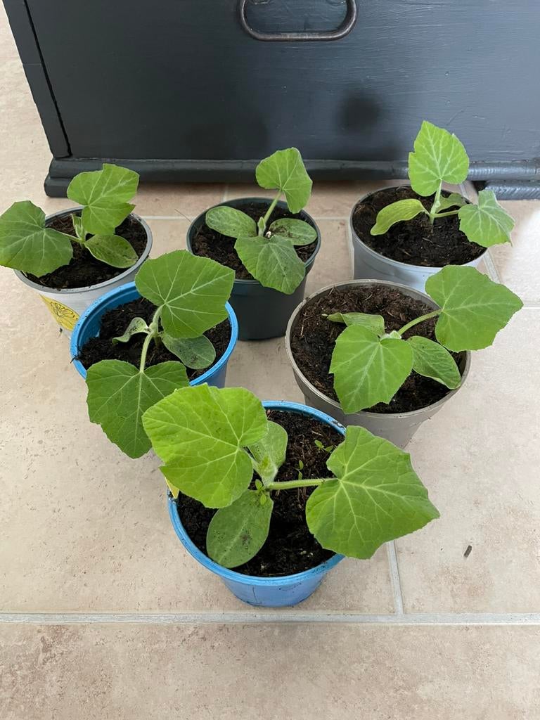 Moestuin: Butternut flespompoen plantjes, Huis en Inrichting, Ophalen, Halfschaduw, Minder dan 100 cm