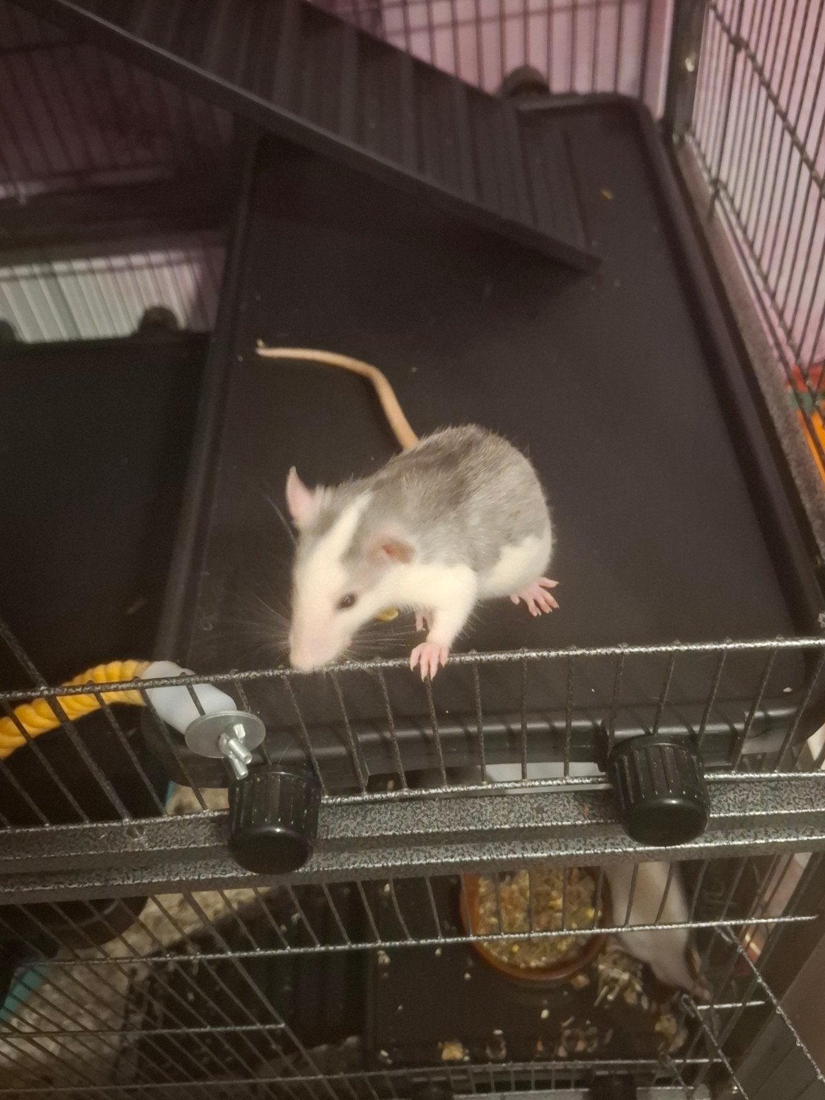 lieve ratjes, Dieren en Toebehoren, Juli, Mannelijk, Rat
