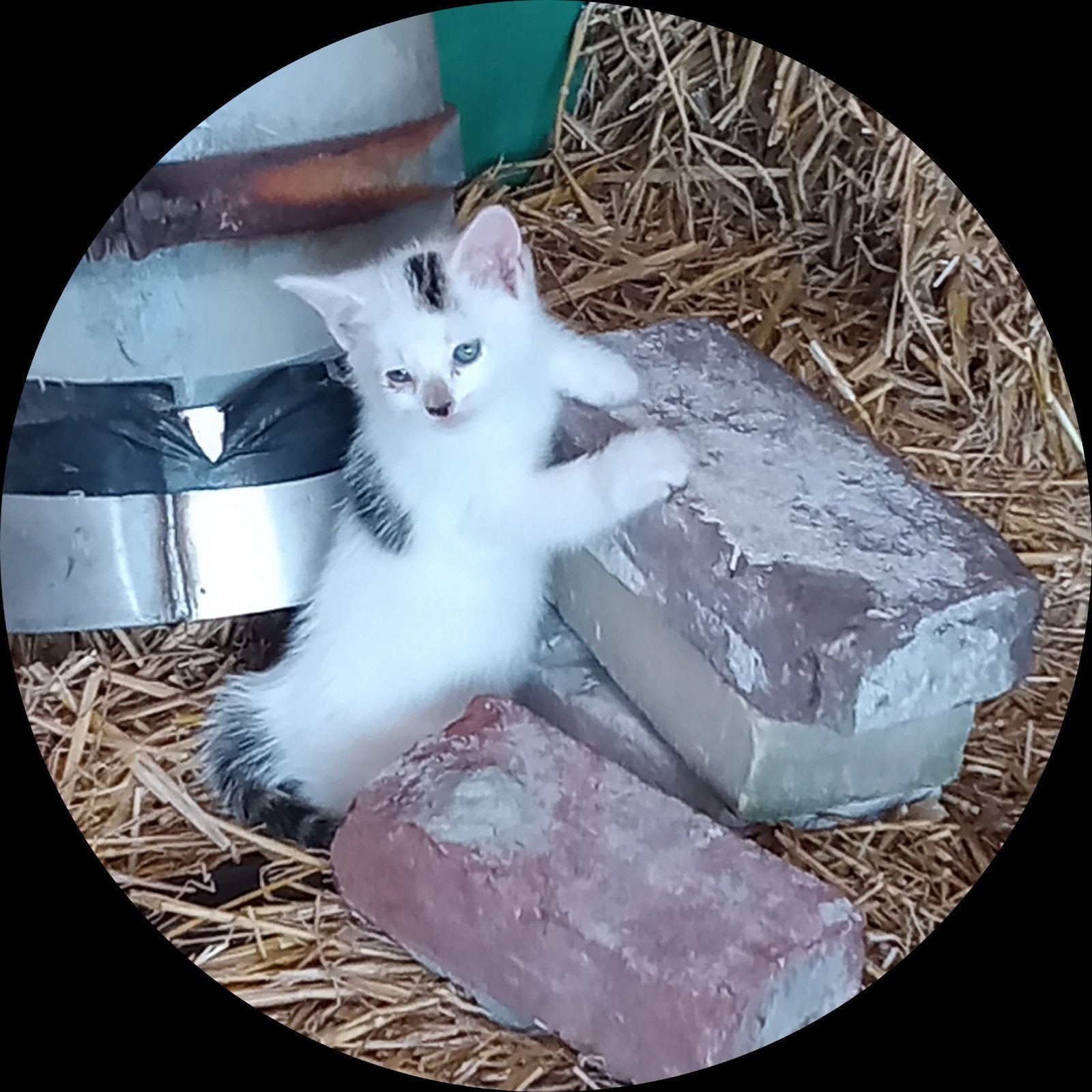 Onze lieve kittens / poesjes, 💕 N. O. T.K, Poes, Kortharig, 0 tot 2 jaar