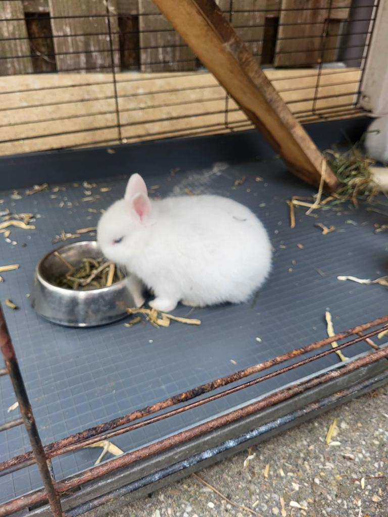 2 babykonijntjes blauwe pooloog., Dieren en Toebehoren, Konijnen, Meerdere dieren, Dwerg