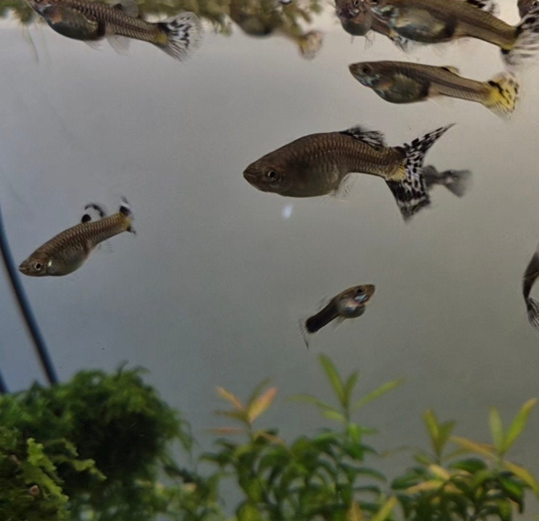 vrouwelijk guppies te koop, Vis