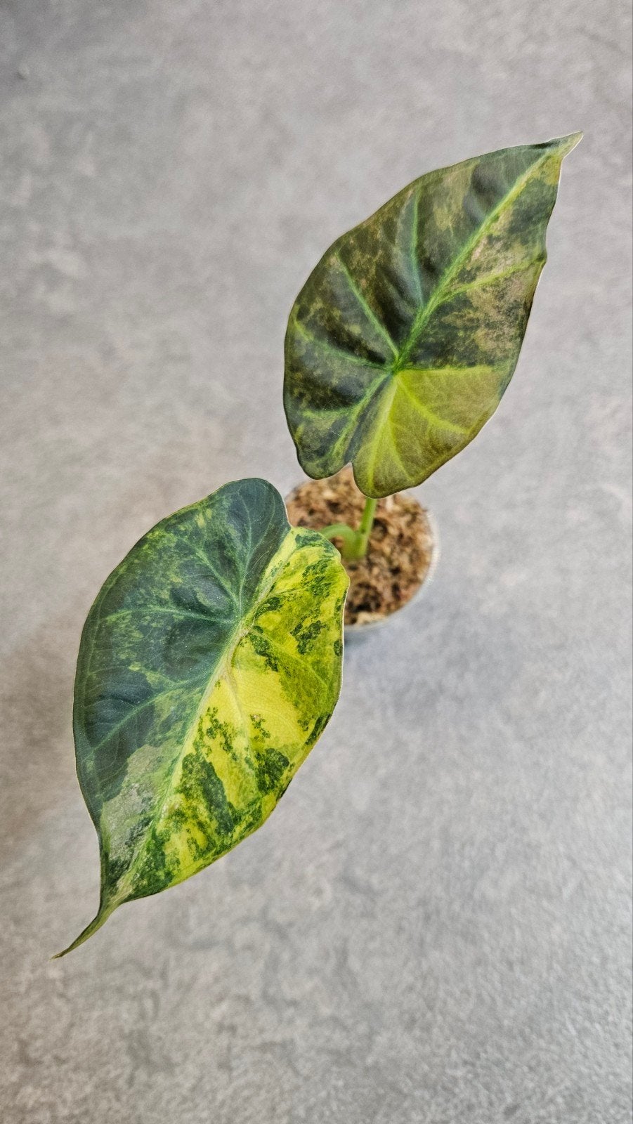 Alocasia Regal Shield Aurea/Gold, Ophalen of Verzenden, Halfschaduw, Minder dan 100 cm