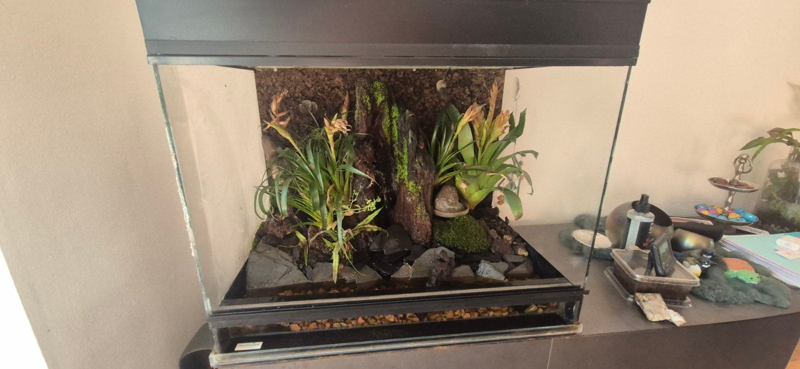 paludarium met 2 gecko's en 2 kikkers 60x41x52, Dieren en Toebehoren, Ophalen of Verzenden