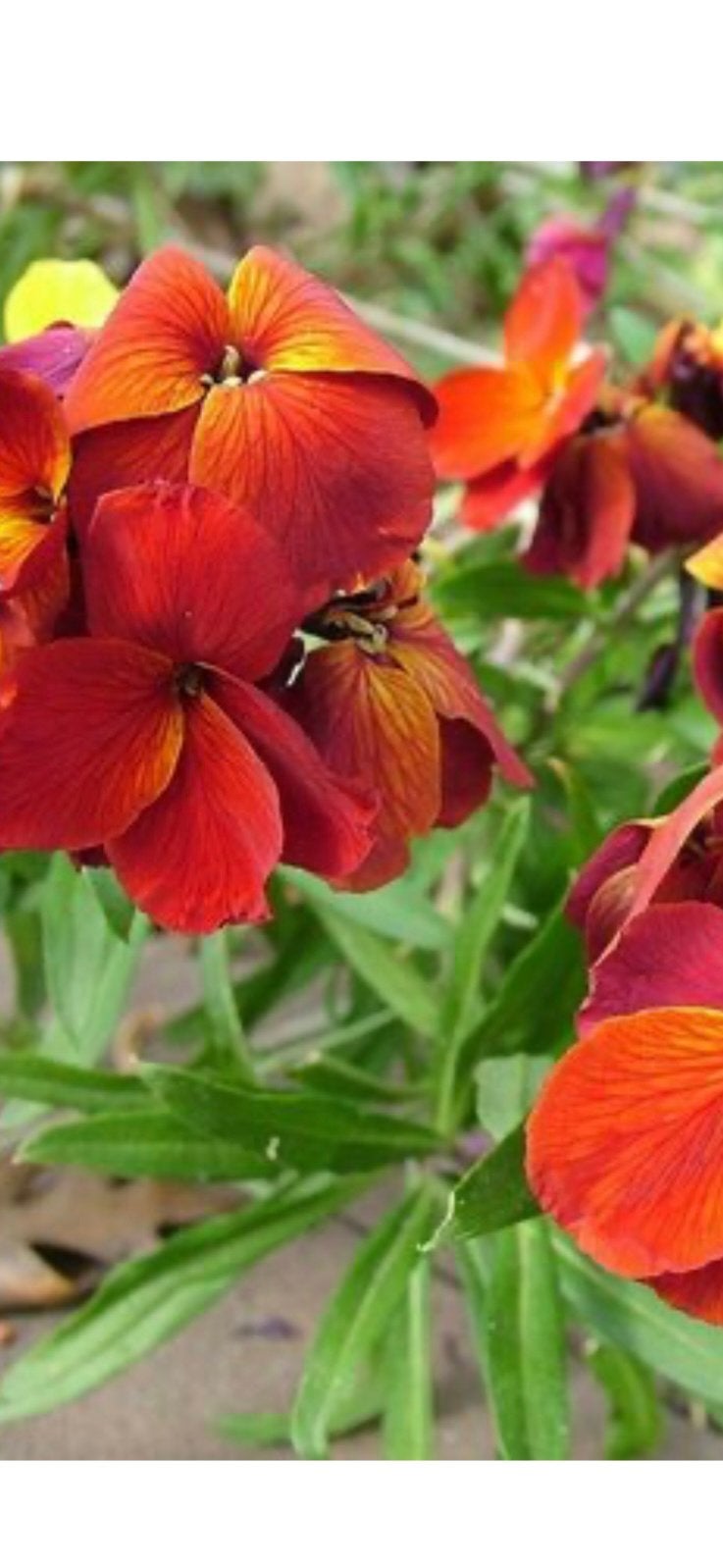 Te koop biologische zaden van Erysimum ch. ‘Orange Bedder’, Ophalen, Volle zon