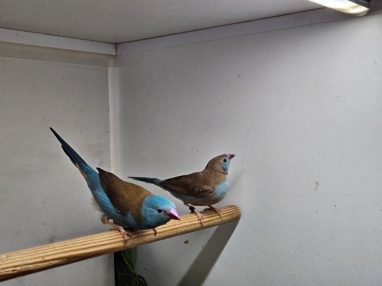 Blauwkop blauwfazant, Meerdere dieren, Geringd