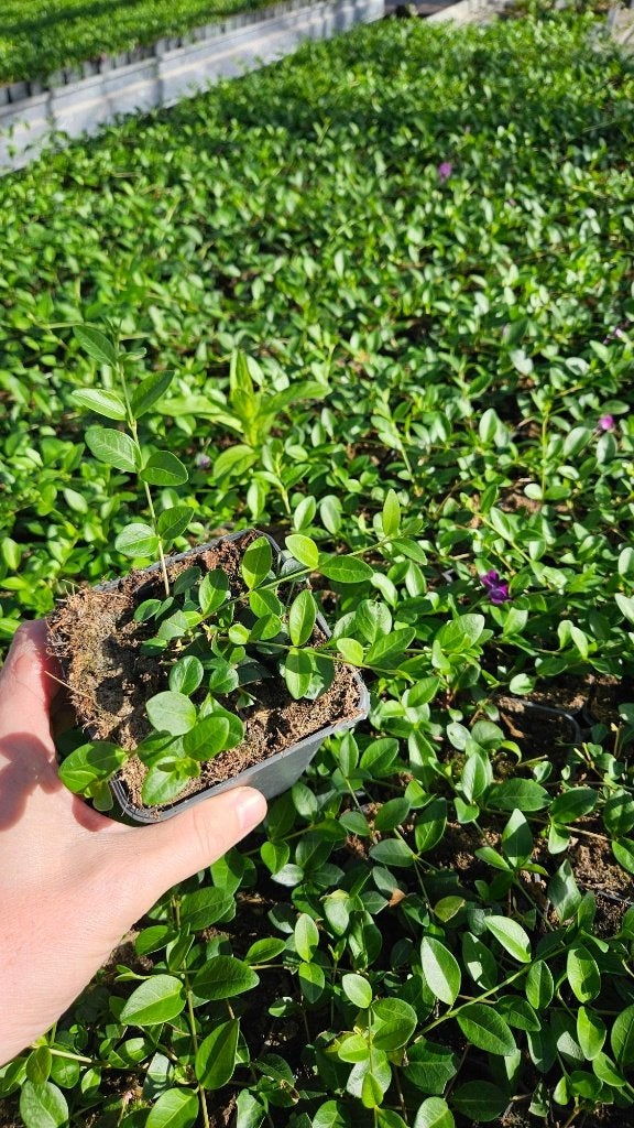 Vinca minor Atropurpurea - maagdenpalm - paars, Bodembedekkers, Vaste plant, Ophalen of Verzenden, Halfschaduw