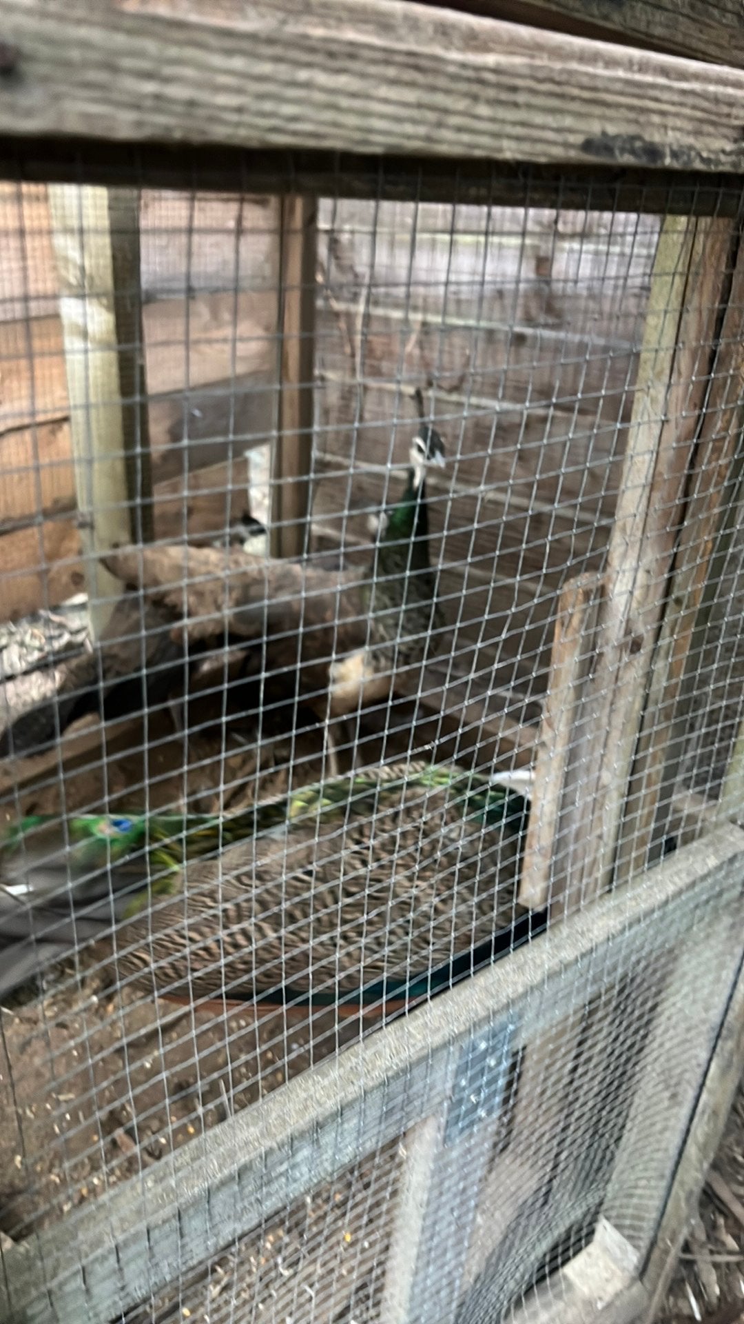 pauwen met 2 jonge hennen – compleet gezin, Dieren en Toebehoren, Vrouwelijk, Kip