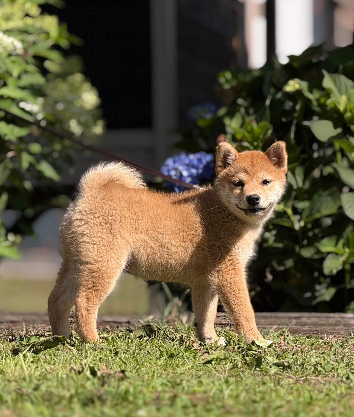 Shiba inu pups met FCI stamboom., Parvo, Nederland, Overige rassen, 8 tot 15 weken