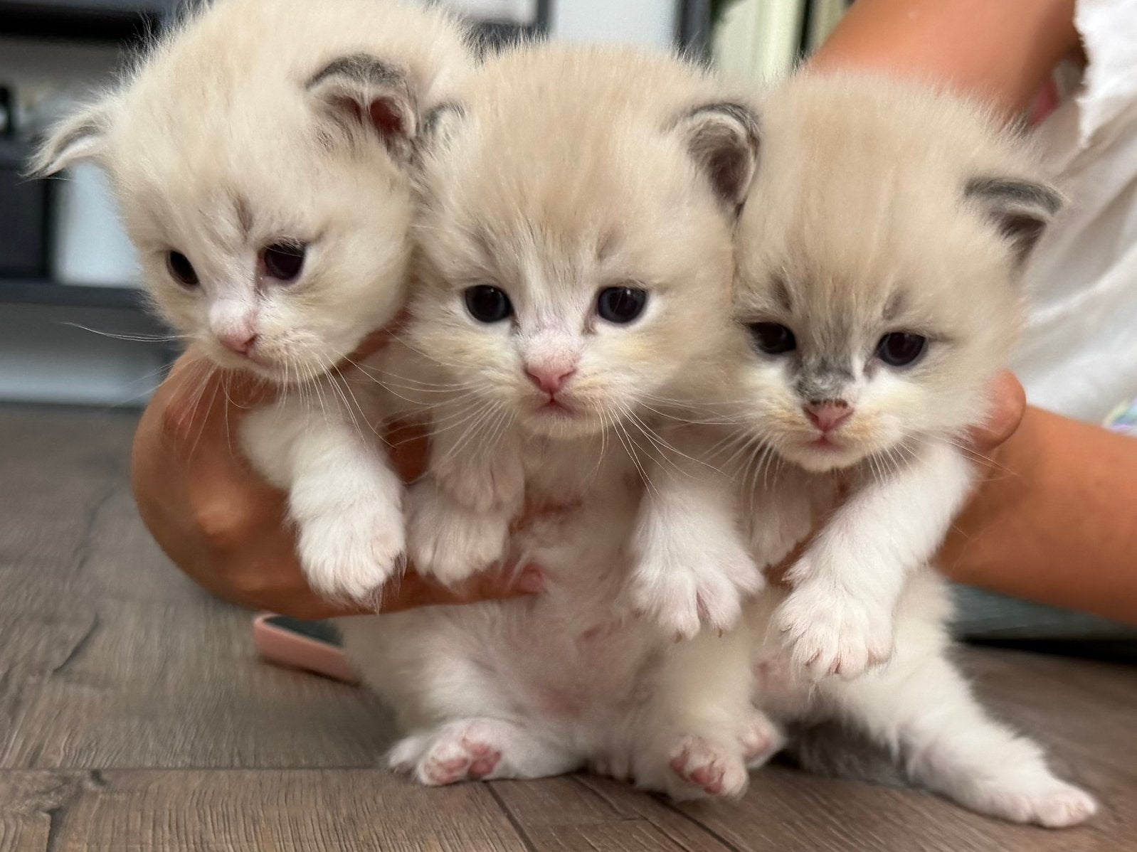 Ragdoll, Dieren en Toebehoren, Katten en Kittens | Raskatten | Langhaar, Poes