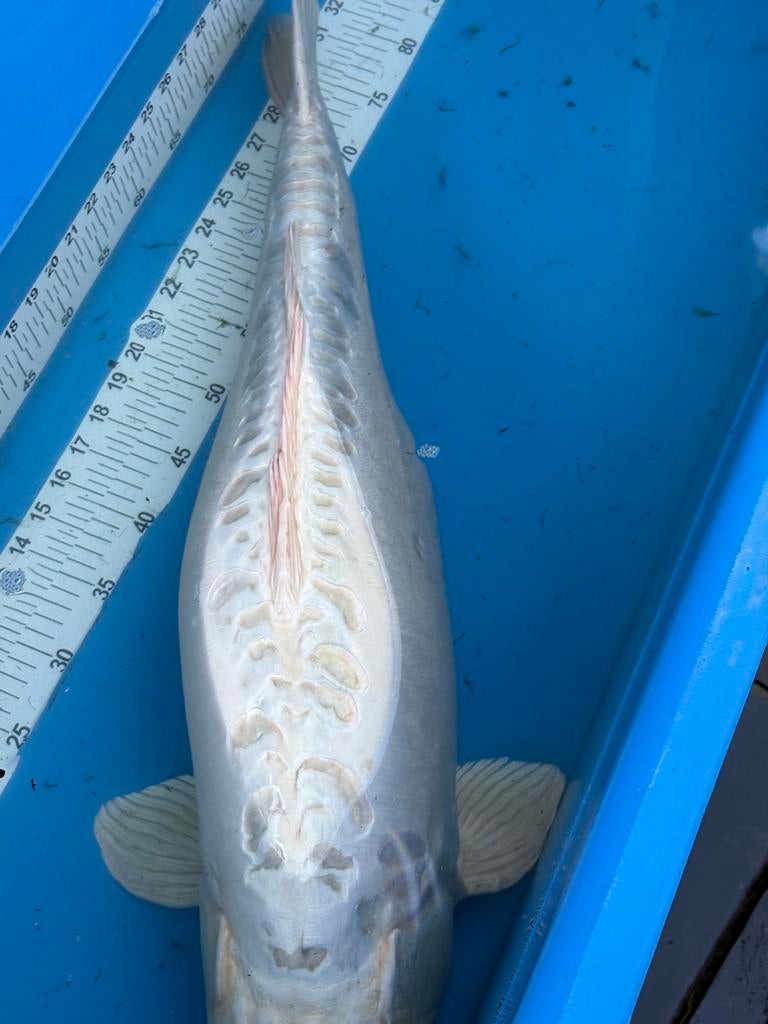 75 cm doitsu koi, Karper of Koi