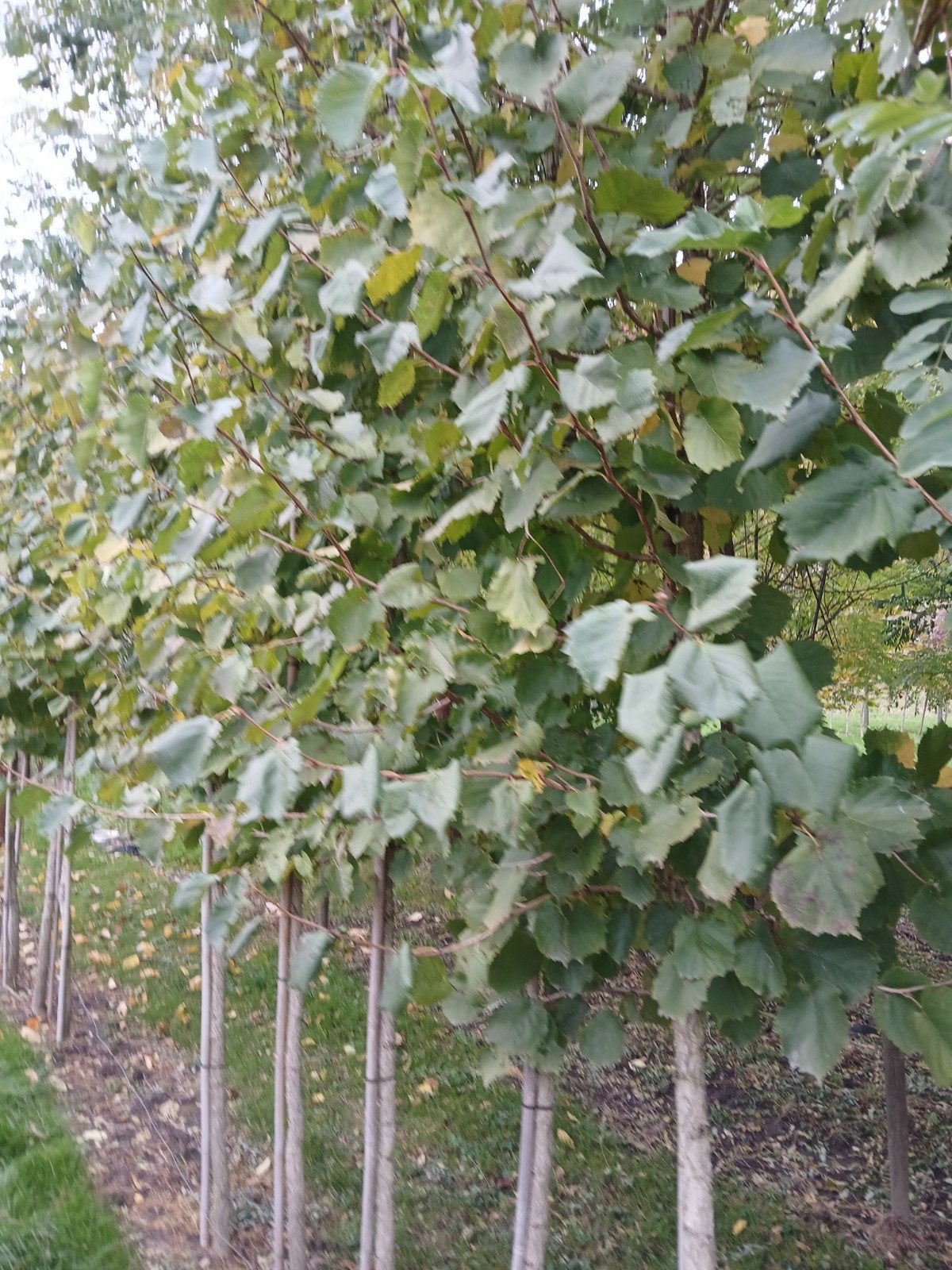 Corylus Colurna/ Turkse hazelaar hoogstam boom, Tuin en Terras, Ophalen, Volle zon, Overige soorten