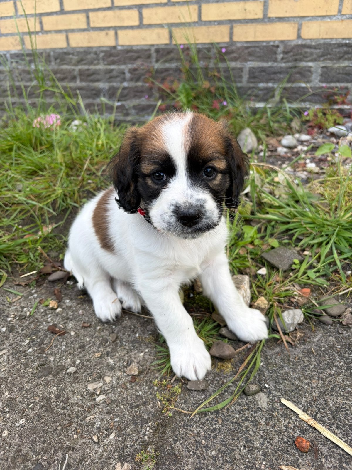 Friese Stabij x Cocker Spaniël puppy’s., 8 tot 15 weken, Meerdere, Meerdere dieren, Middel