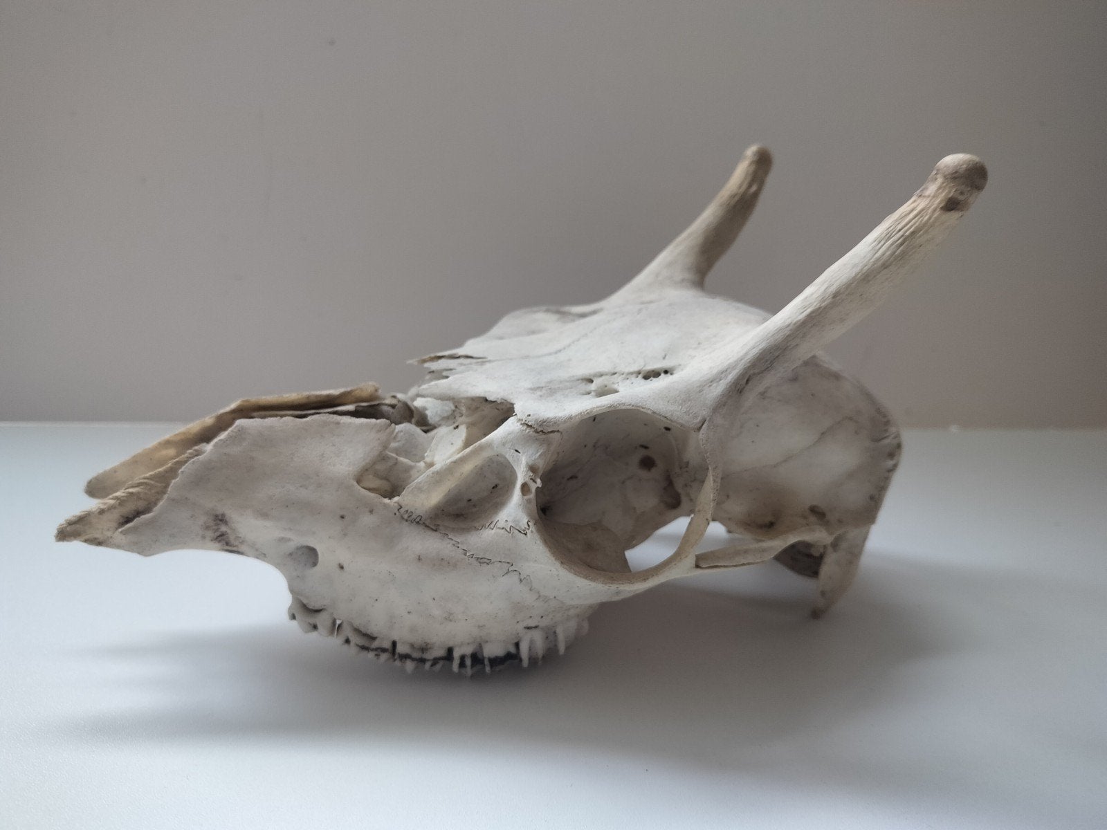 Geitenschedel met hoorns - Decoratie/Studieobject, Ophalen of Verzenden, Gebruikt