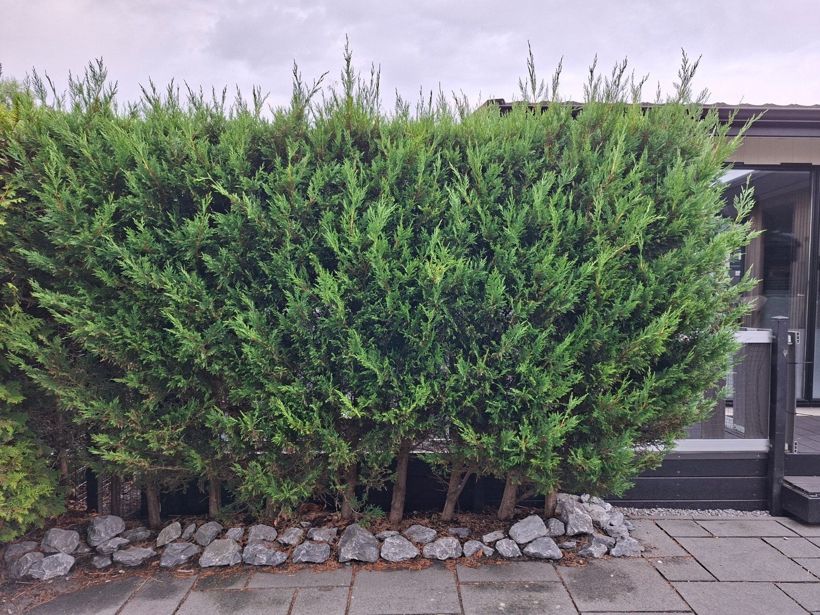 Gratis coniferen9 coniferen van ongeveer 2 meter, Ophalen, Conifeer, Haag, 100 tot 250 cm