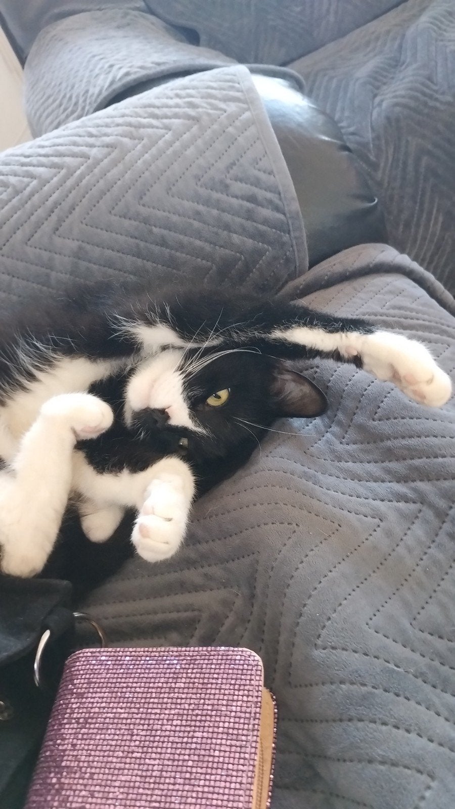 langharige kater, Dieren en Toebehoren, Katten en Kittens | Raskatten | Langhaar, Kater, Gechipt, 3 tot 5 jaar