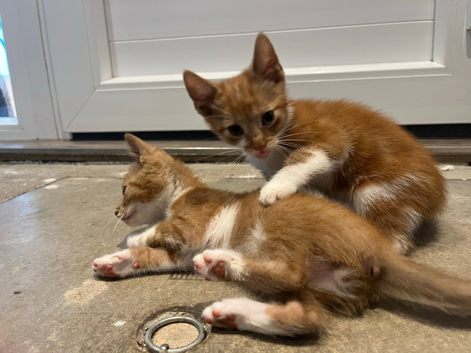 Kittens te koop