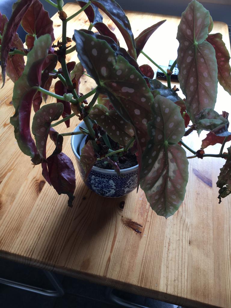 Gratis Begonia, Ophalen, Overige soorten, Volle zon