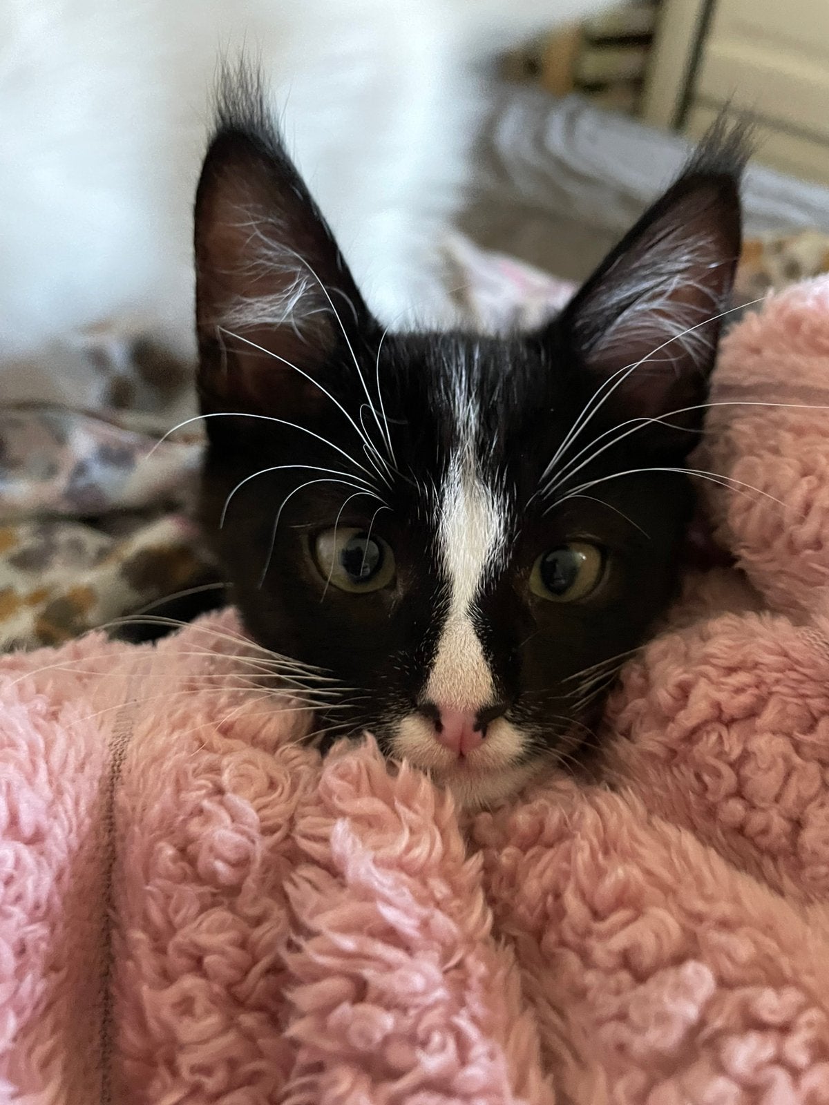 Kittens te koop Main coon/ britse korthaar/ Siamees, Meerdere dieren, Ontwormd, 0 tot 2 jaar