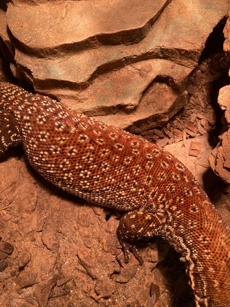 Varanus acanturus , Ackies red volwassen, Hagedis, Tam, 3 tot 6 jaar
