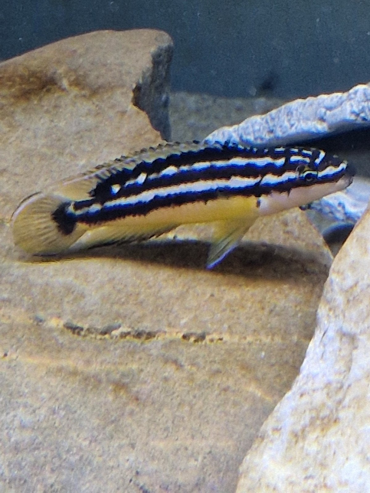 f1 Julidochromis Ornatus Uvira, Dieren en Toebehoren, Vis, Zoetwatervis