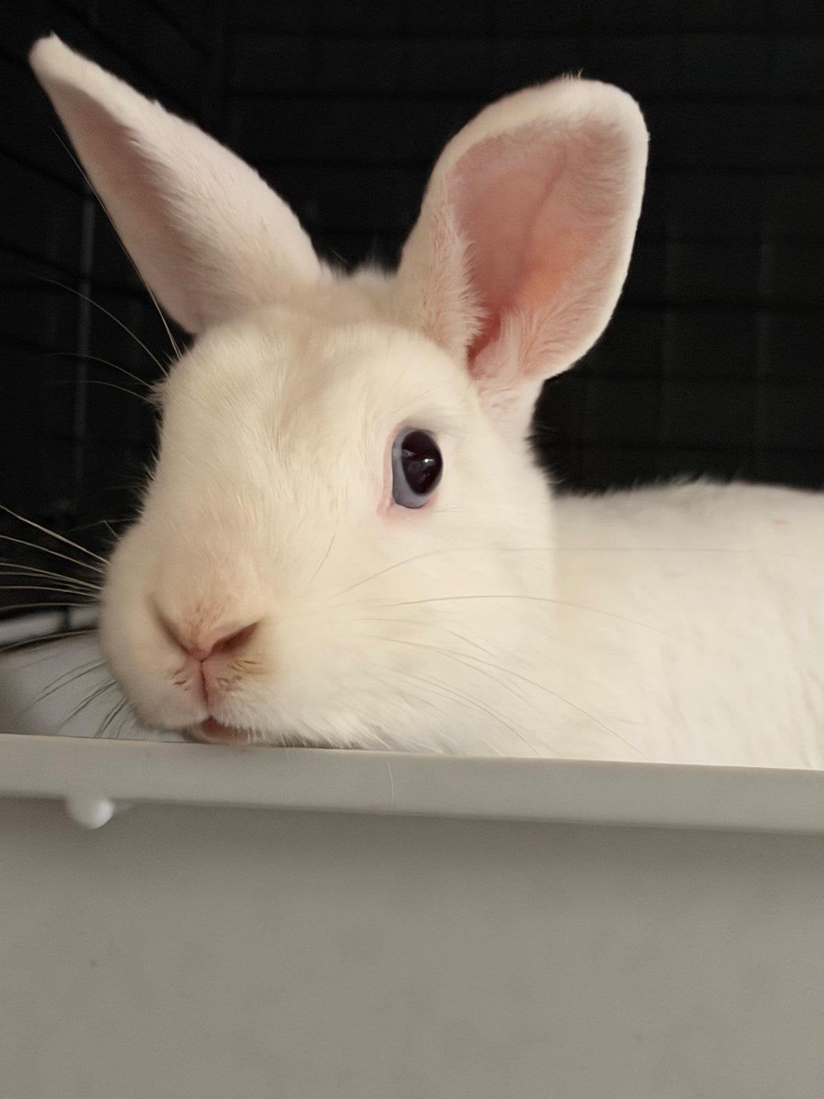 Konijn huisje gezocht, Dieren en Toebehoren, Knaagdieren, Juni, Mannelijk, Overige typen, Tam
