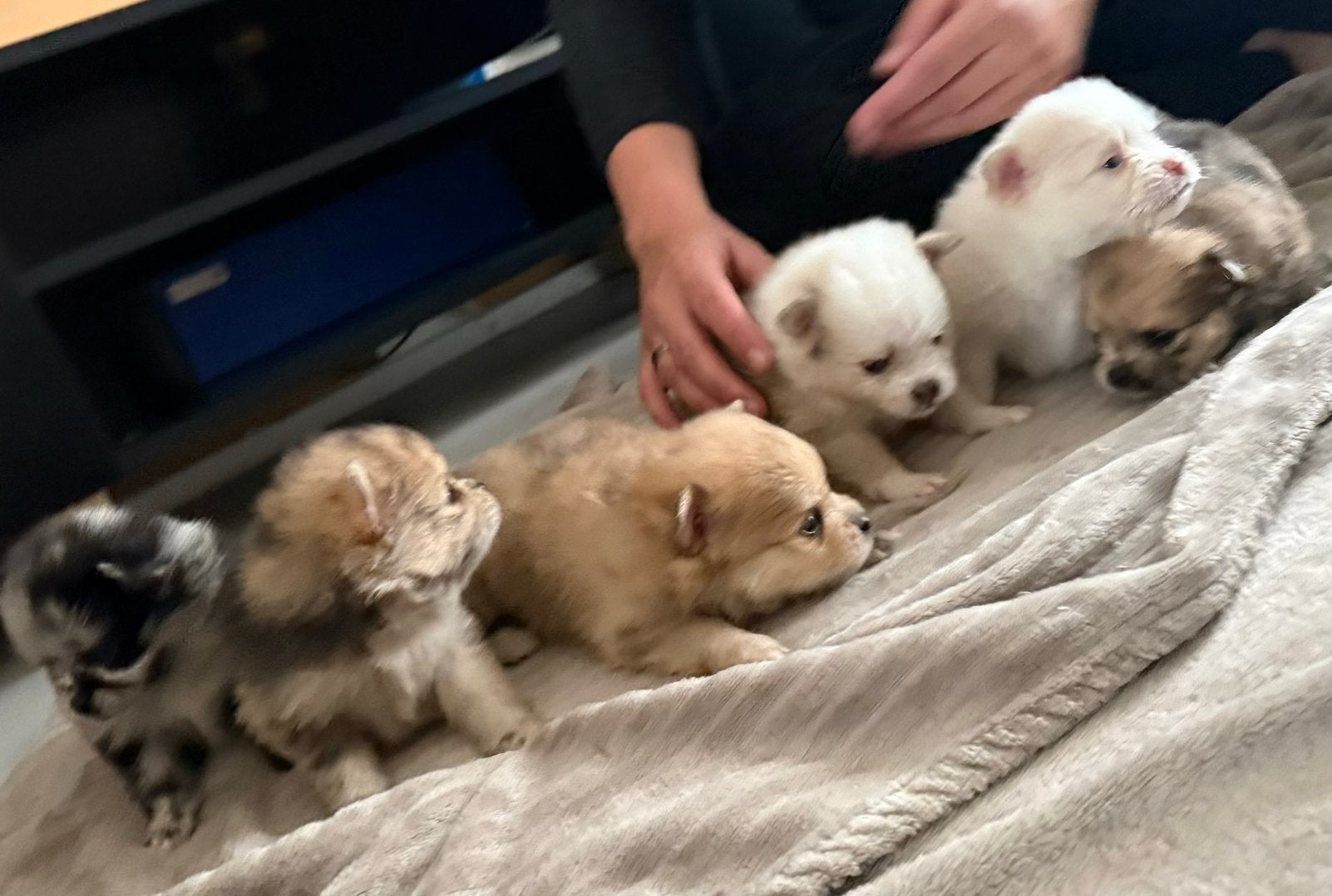 Pomeriaan pups, Dieren en Toebehoren, 8 tot 15 weken, Meerdere, Meerdere dieren, Nederland