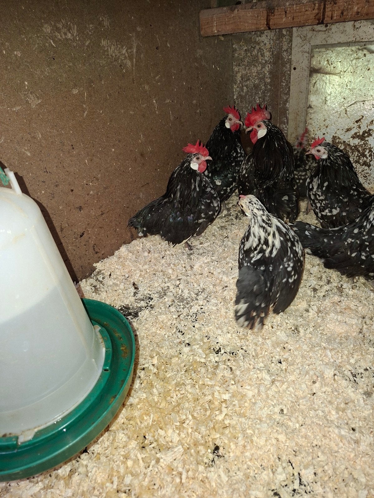broedeieren Hollandse kriel in 11  kleuren, Dieren en Toebehoren, Pluimvee, Geslacht onbekend, Kip