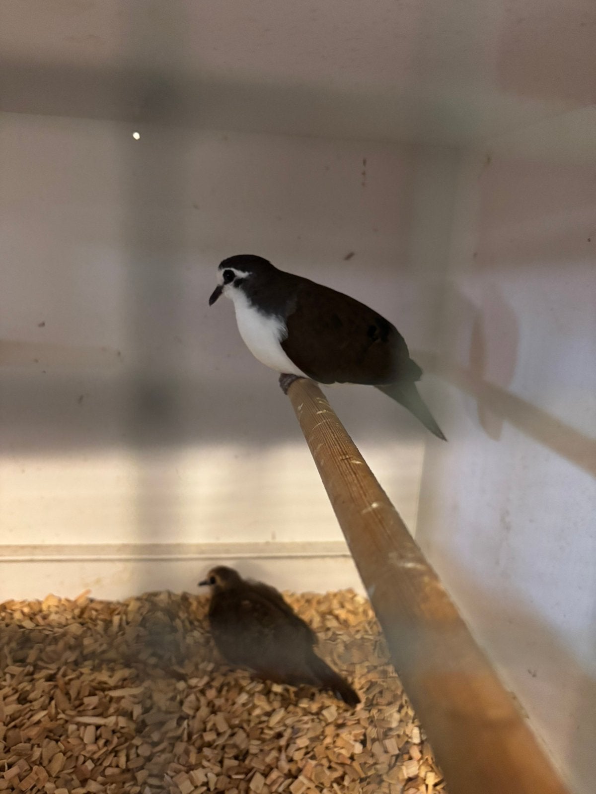 Koppel Tamboerijn duifjes + jong, Dieren en Toebehoren, Vogels | Overige Vogels, Meerdere dieren