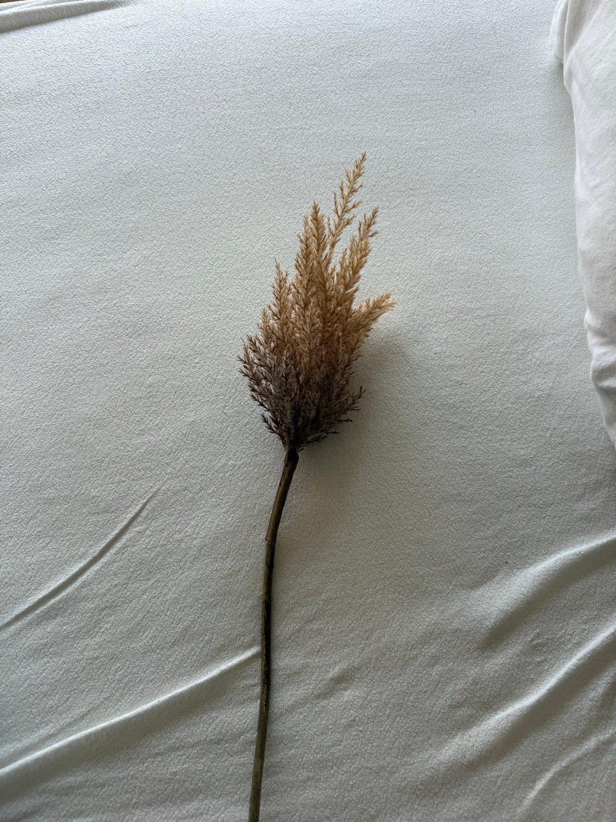 Decoratieve gedroogde pluim - Natuurlijke uitstraling, Gebruikt, Boho, Ophalen of Verzenden, Natuurlijk materiaal