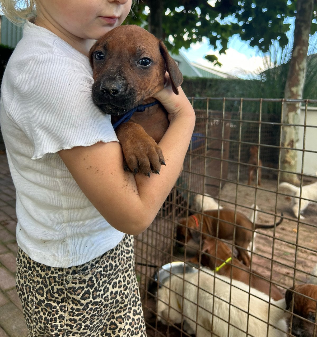 Prachtige Rhodesian Ridgeback pups met stamboom, Overige rassen, CDV (hondenziekte), 8 tot 15 weken, Meerdere