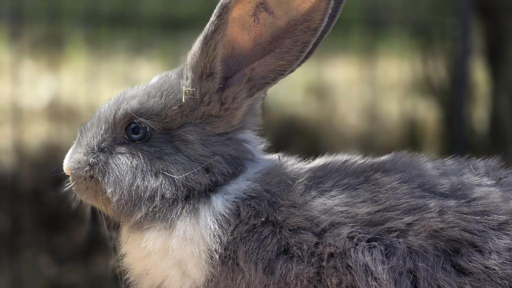duitse reuzen - blauwe ogen, Dieren en Toebehoren, Meerdere dieren, Groot, 0 tot 2 jaar