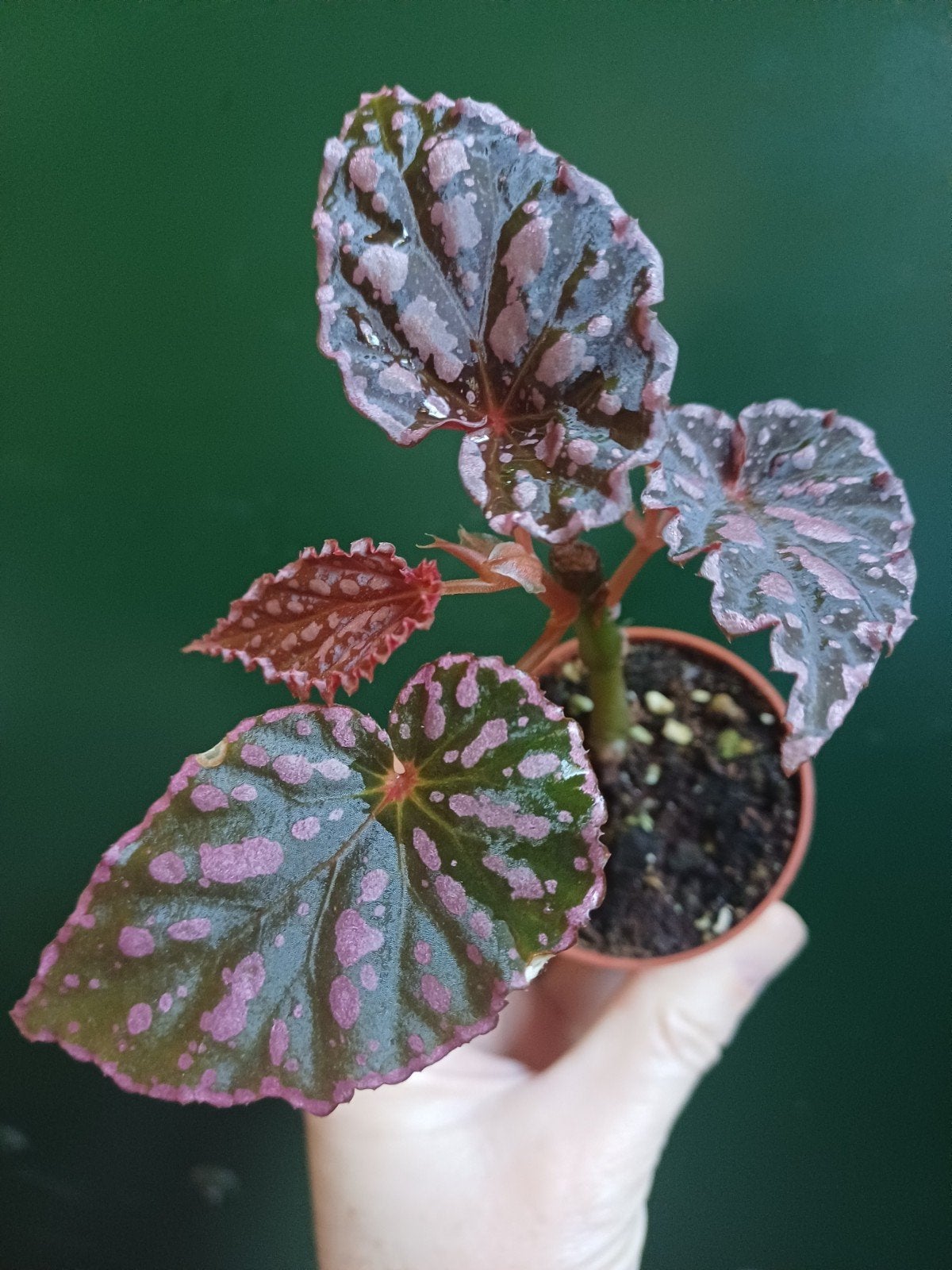 Begonia Chlorosticta x Negrosensis, Ophalen of Verzenden, Halfschaduw, Minder dan 100 cm